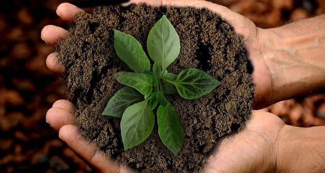 soil and plant in hands indicating earth friendly actions