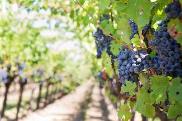 grapes on a vine in the sun