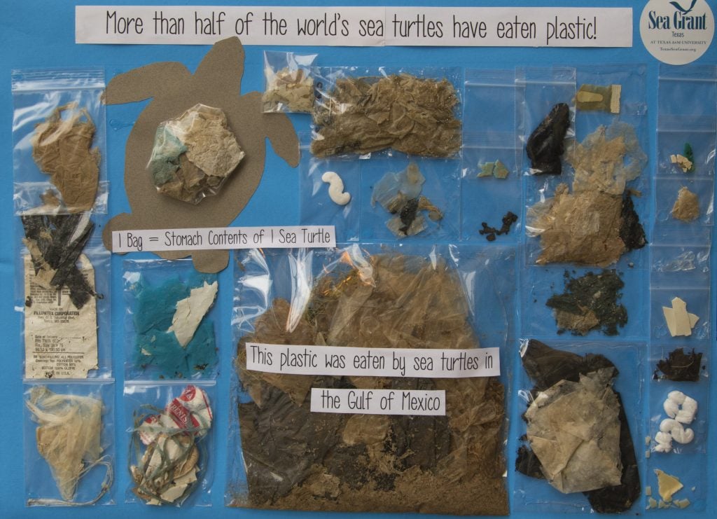 display of plastic pollution eaten by sea turtles