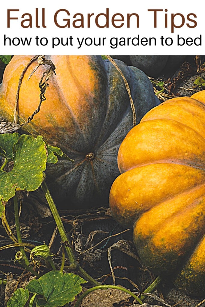 Pumpkins in the garden with text overlay fall gardening chores