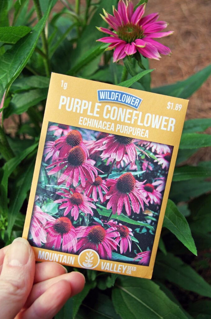 Purple cone flower with seed packets
