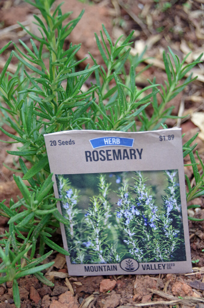 Rosemary herb with seed packet