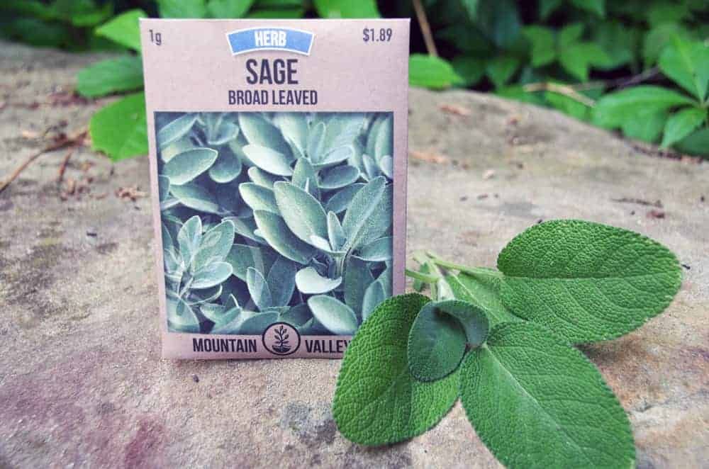 sage seeds on rock with fresh sage near it