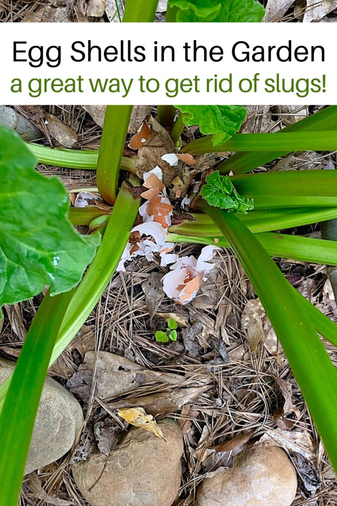 egg shells on the ground near a rhubarb plant to get rid of slugs