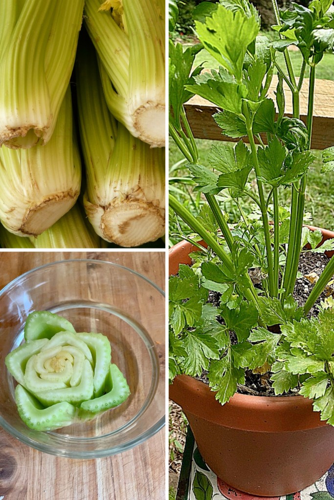 celery growing collage