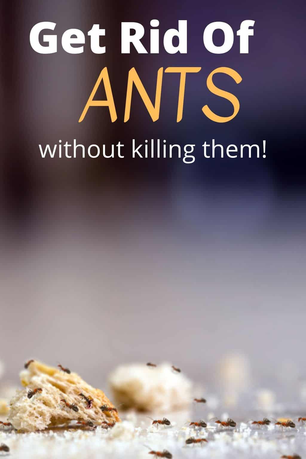 how-to-get-rid-of-ants-without-killing-them-turning-the-clock-back