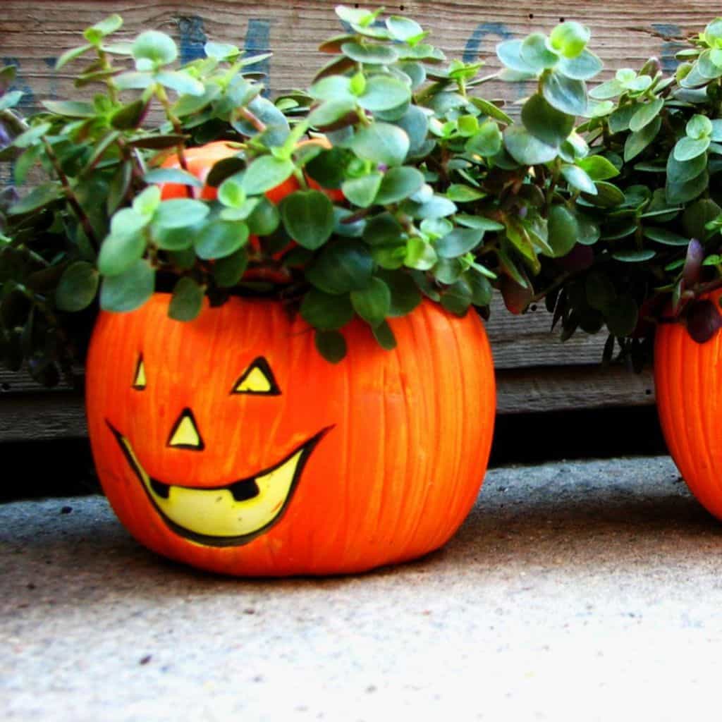 flowers growing in pumpkins