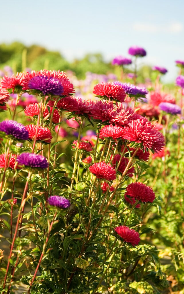 Autumn mood. Many pink and magenta asters