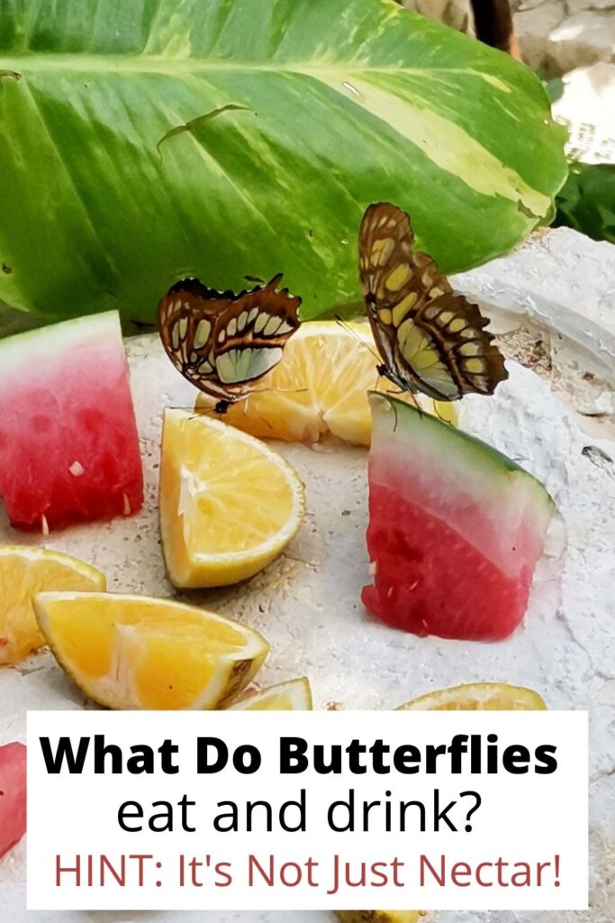 Butterflies on fruit with text overlay 'What Do Butterflies eat and drink'