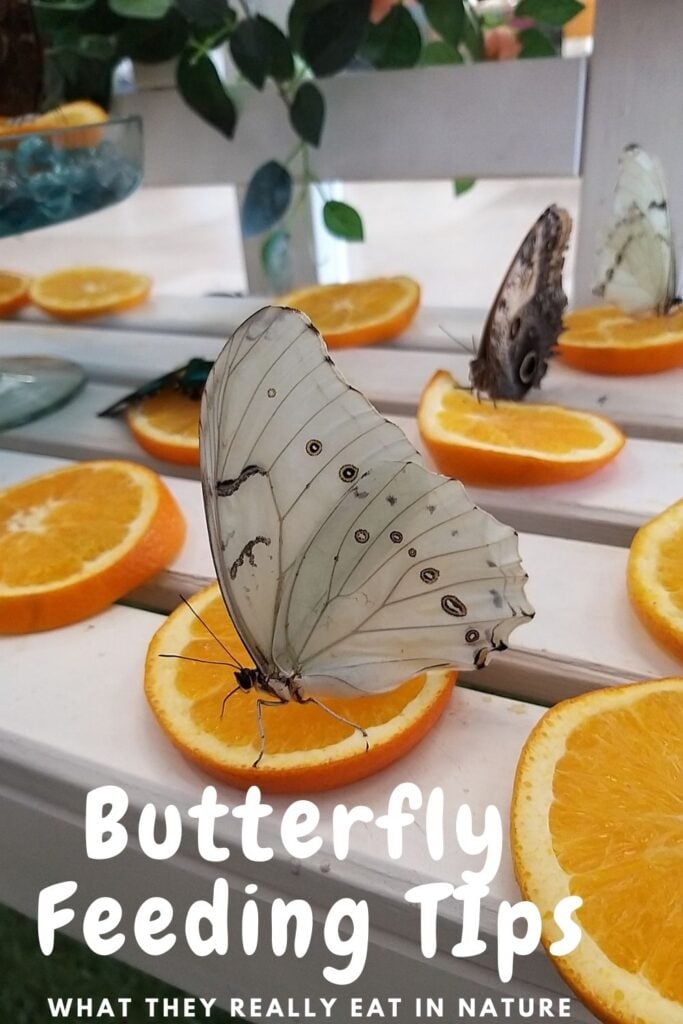 butterflies eating orange slices on a porch