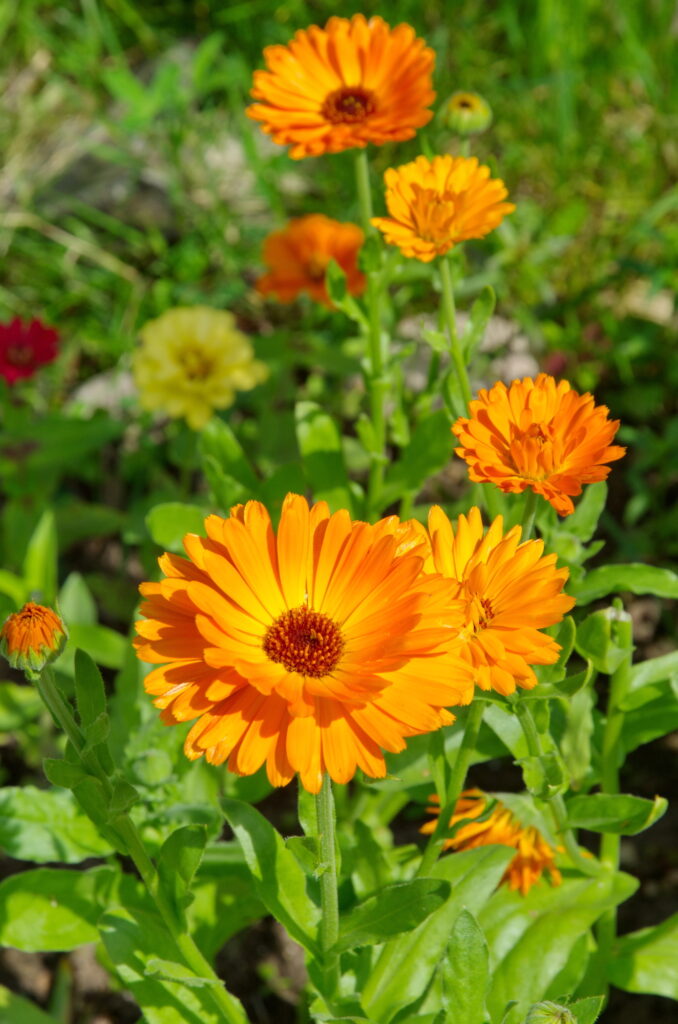 Calendula officinalis