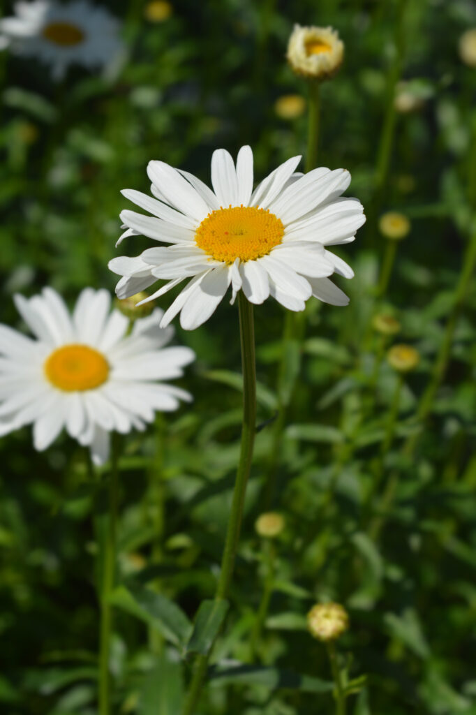 Shasta daisy Gigant - Latin name - Leucanthemum maximum Gigant