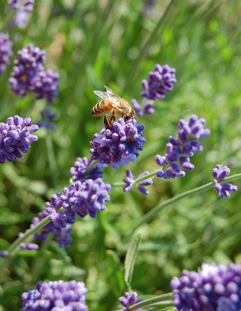 perennial lavender with a bee on it