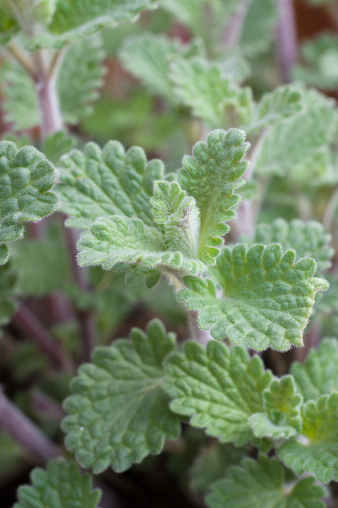 Cat mint or Nepeta faassenii an herbaceous perennial the nepetalactone contained in the plant typically results in temporary euphoria in cats