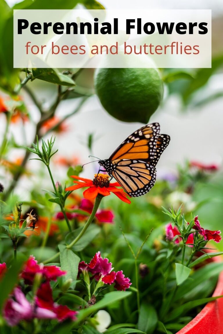 Perennial Plants for Bees and Butterflies Turning the Clock Back