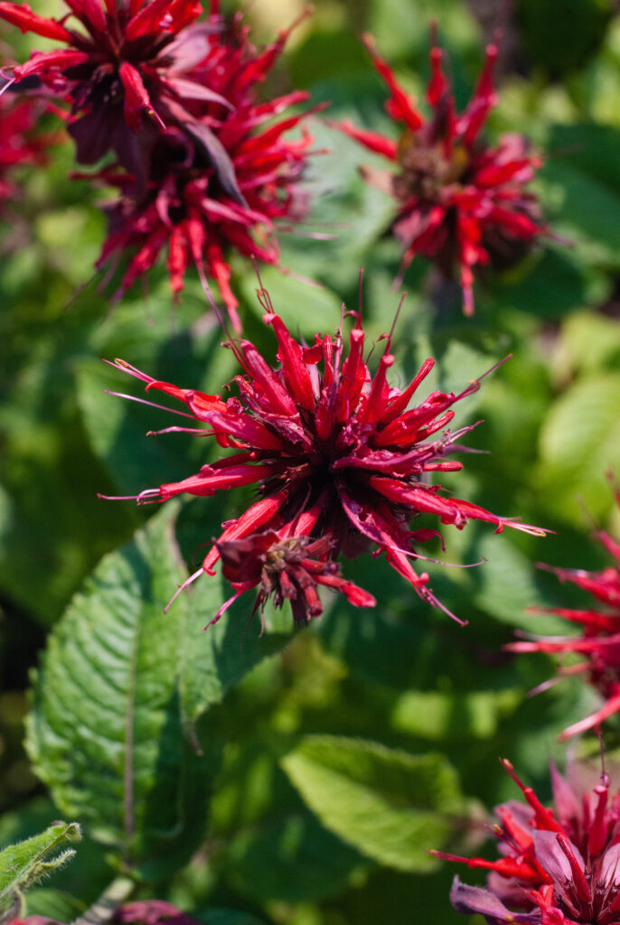 Monarda didyma red flowers, good for perennial pollinator garden