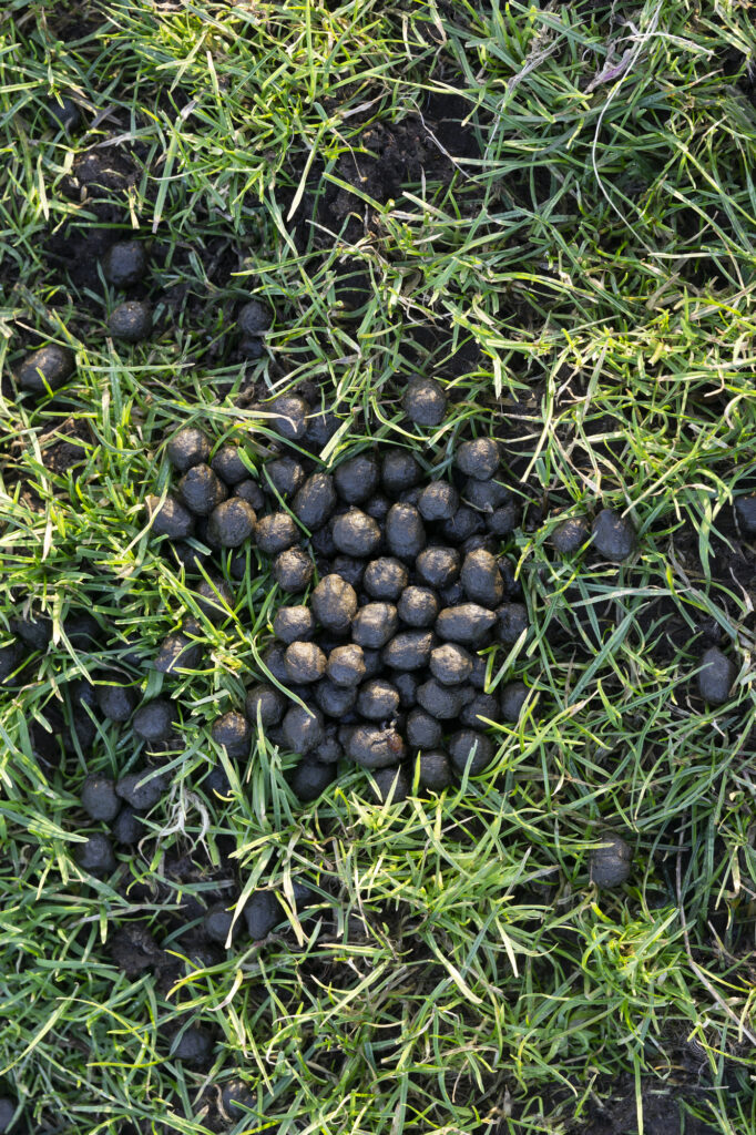 animal dung in grass