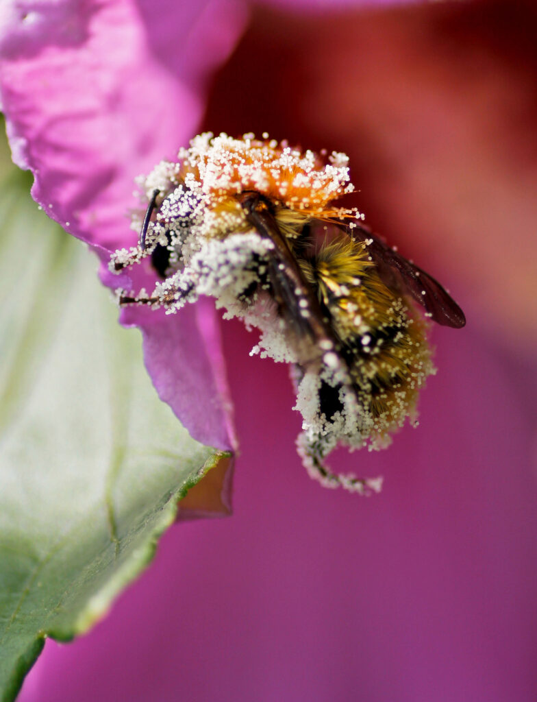bee covered in pollen in a pink flower