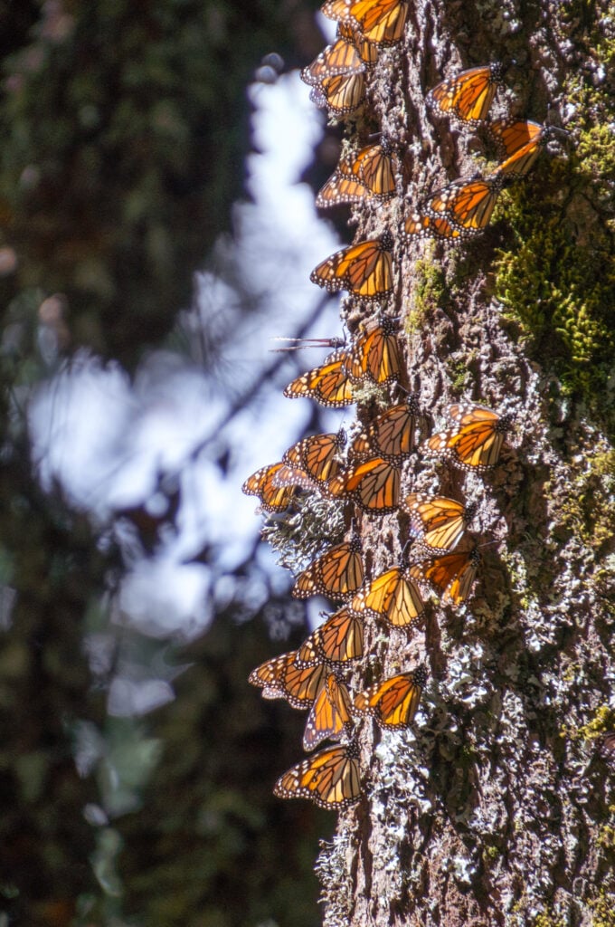 butterflies on a tree drinking tree sap