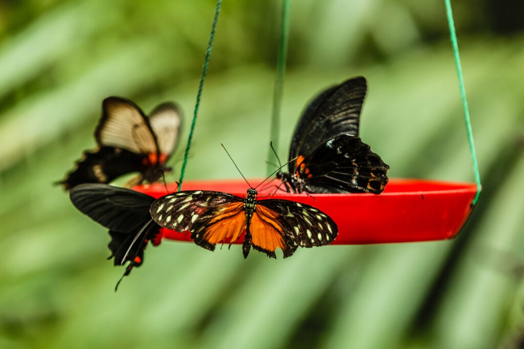 butterflies are setting on food feeder in garden.