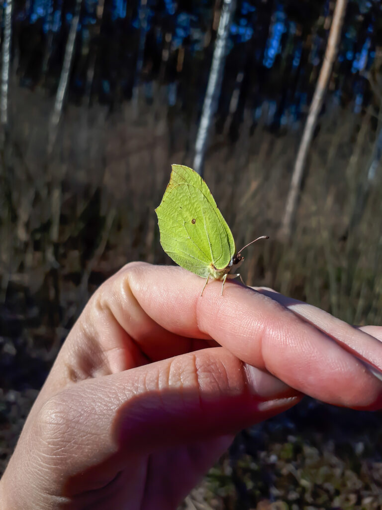 Macro shot of first yellow spring adult male butterfly - The common brimstone (Gonepteryx rhamni) on womans hand in early spring in bright sunlight