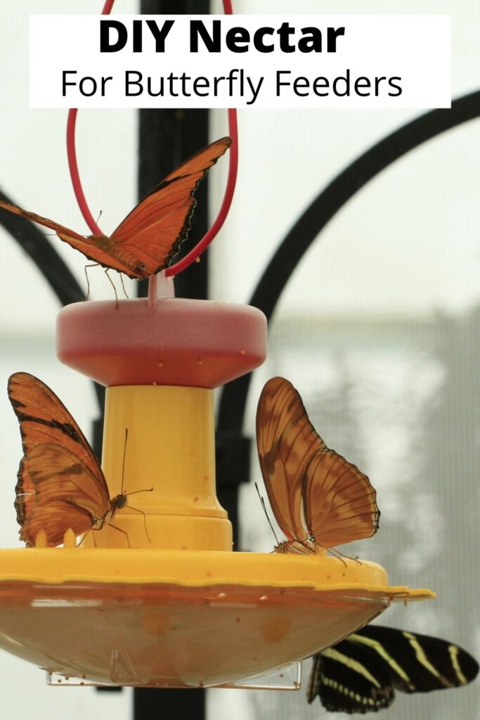 Butterflies on a yellow butterfly feeder with homemade butterfly food in it with text overlay 'diy nectar for butterfly feeders'