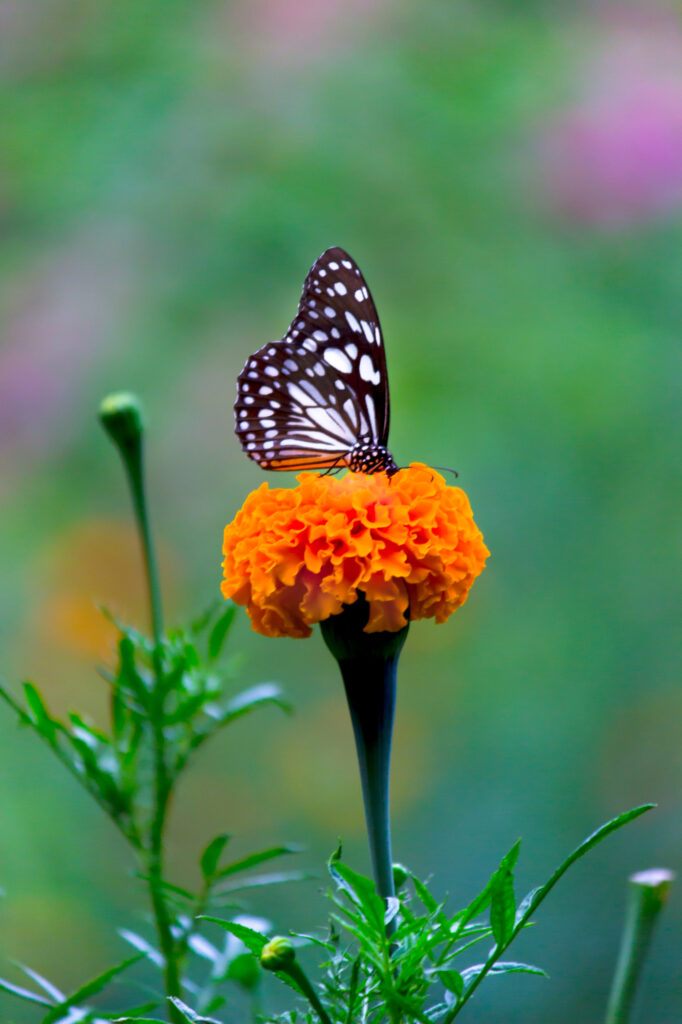butterfly on a marigold