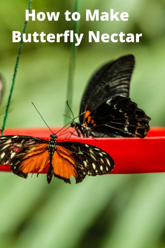 Butterflies on a hanging butterfly feeder with homemade nectar