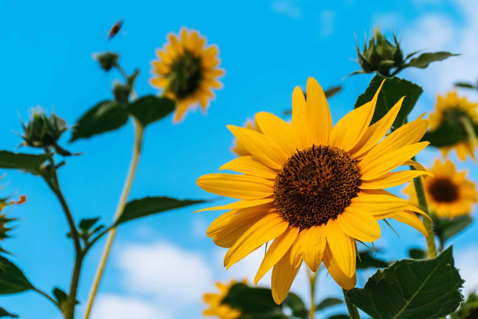 sunflowers growing in a group with a blue sky in back