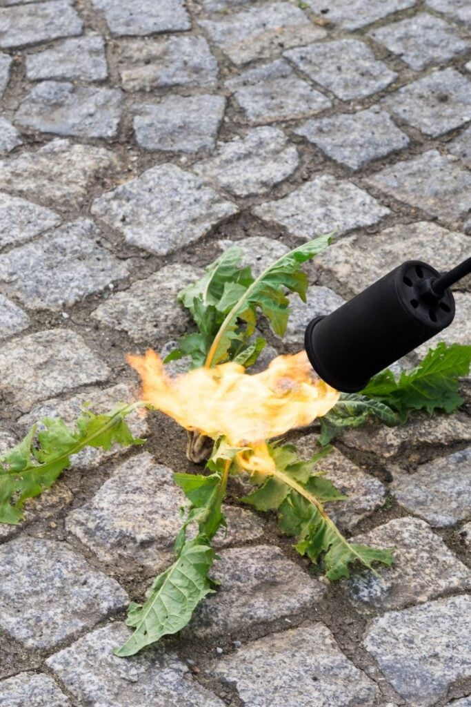 flame weeder being used to kill weed in driveway pavers