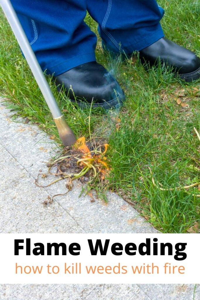 person using flame weeder near driveway with text overlay 'Flame Weeding and How To Kill Weeds with Fire'