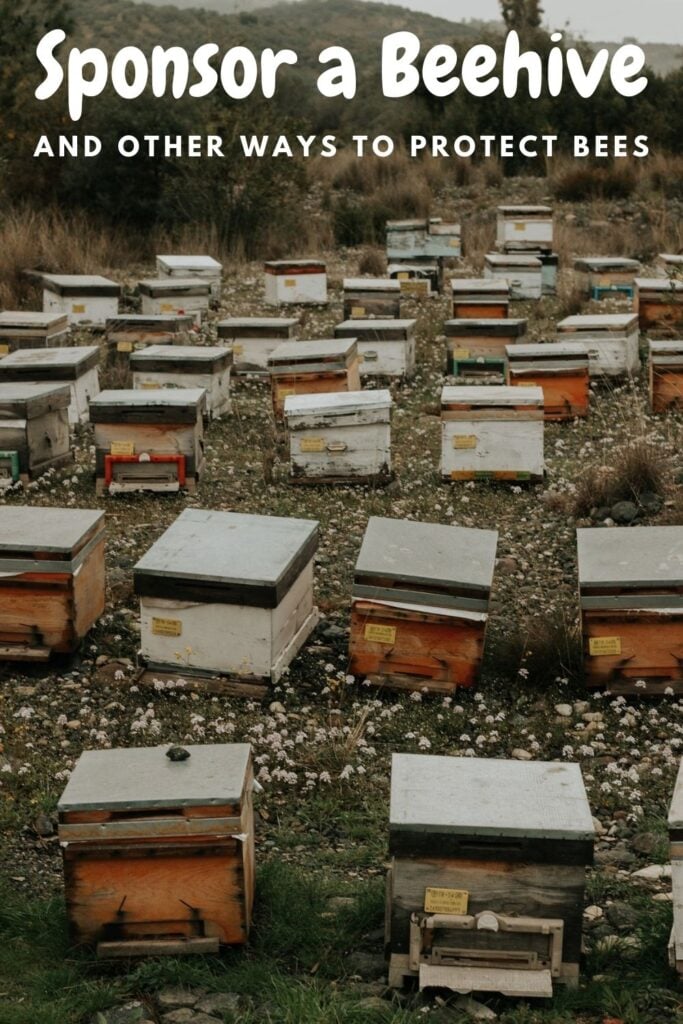 beehives in a field with text overlay 'Sponsor a Beehive and other ways to protect bees'