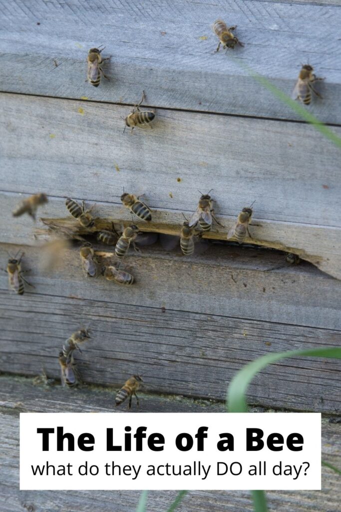 honeybees on a wooden hive with text overlay 'The Life of a Bee what do they actually DO all day?'