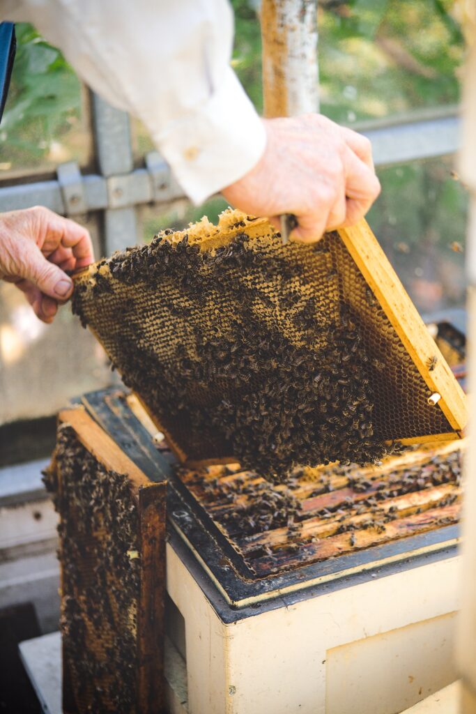 close up of beekeeper holding beehive tray loaded with honeybees