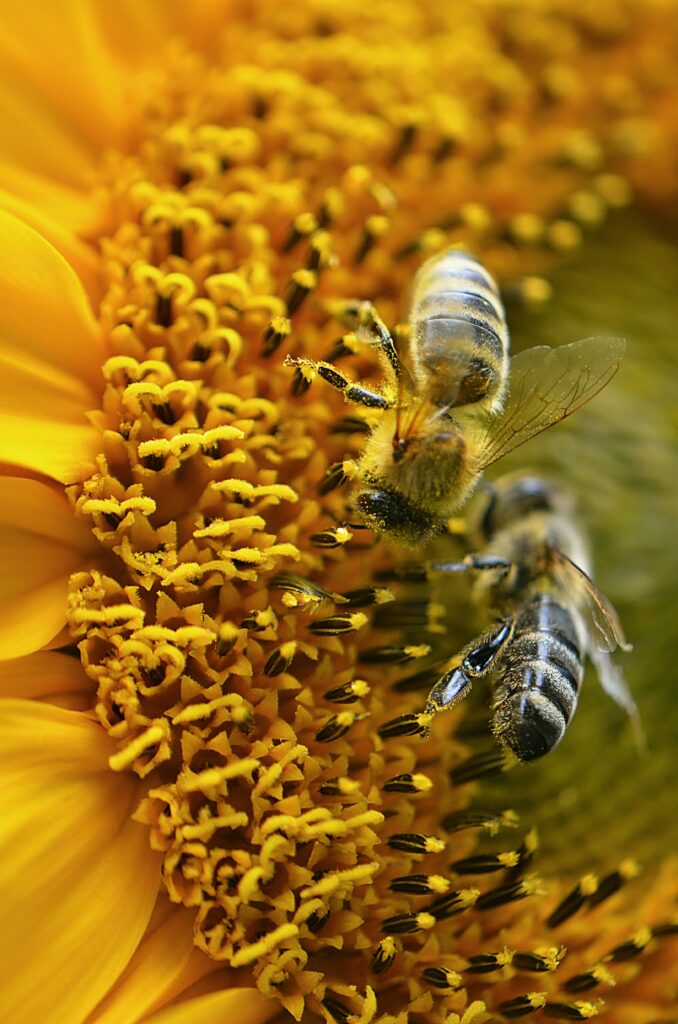 closeup of honeybees on a sunflower