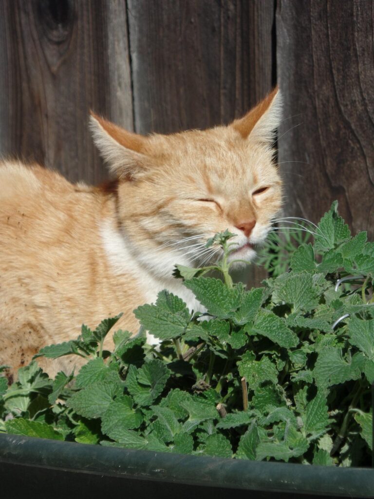 cat sitting next to catnip plant