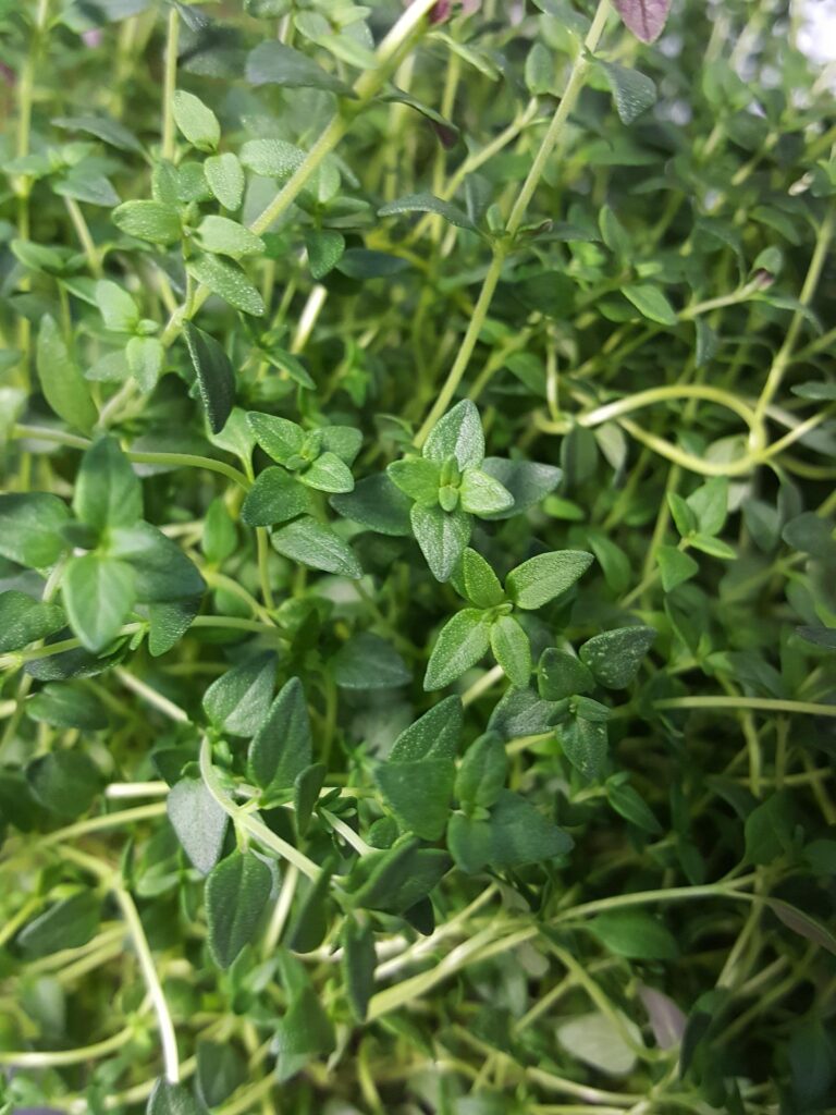 thyme growing in the garden