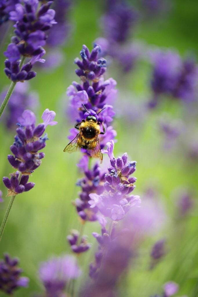 closeup of bee on lavender plant