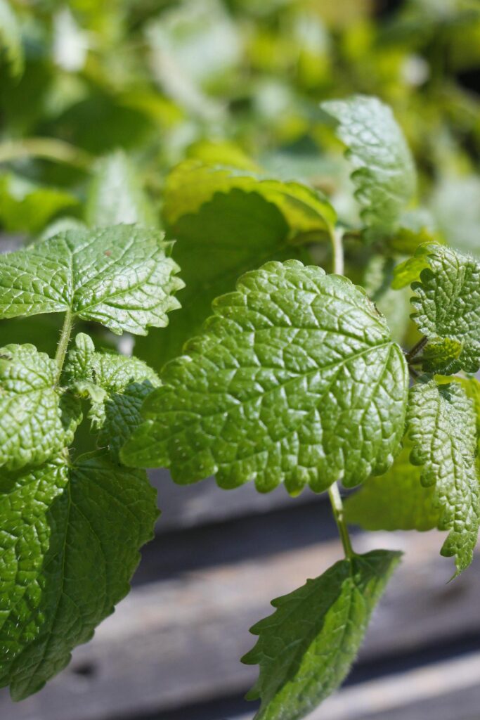 lemon balm