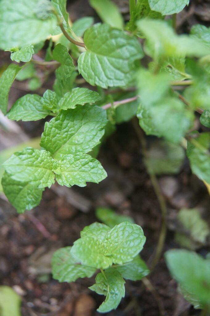 fresh mint growing in a garden