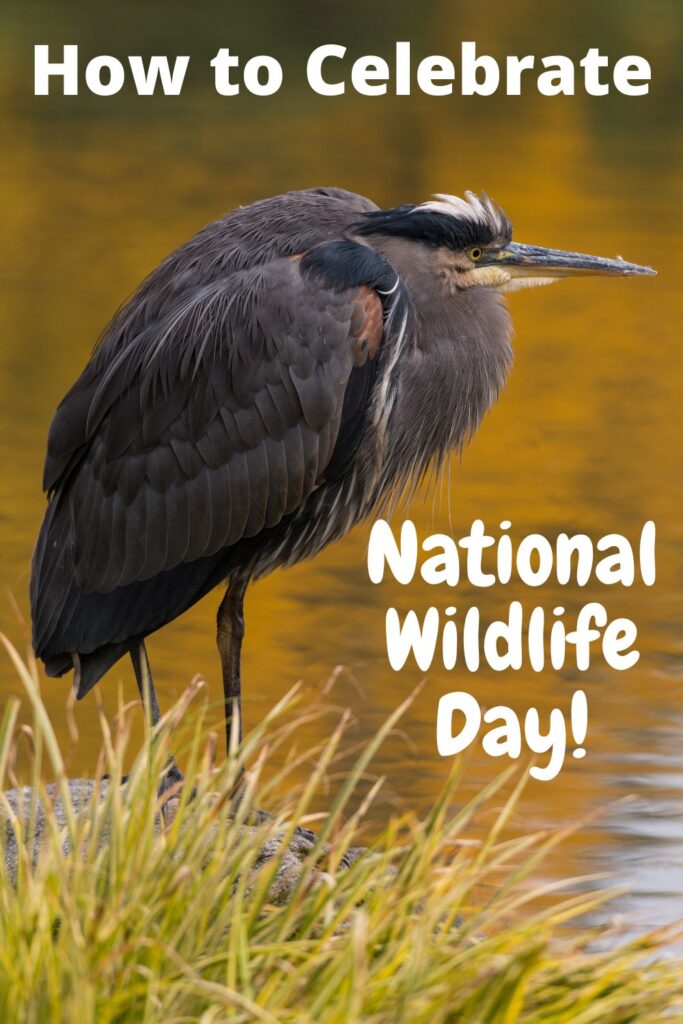 bird standing near edge of lake with text overlay National Wildlife Day'