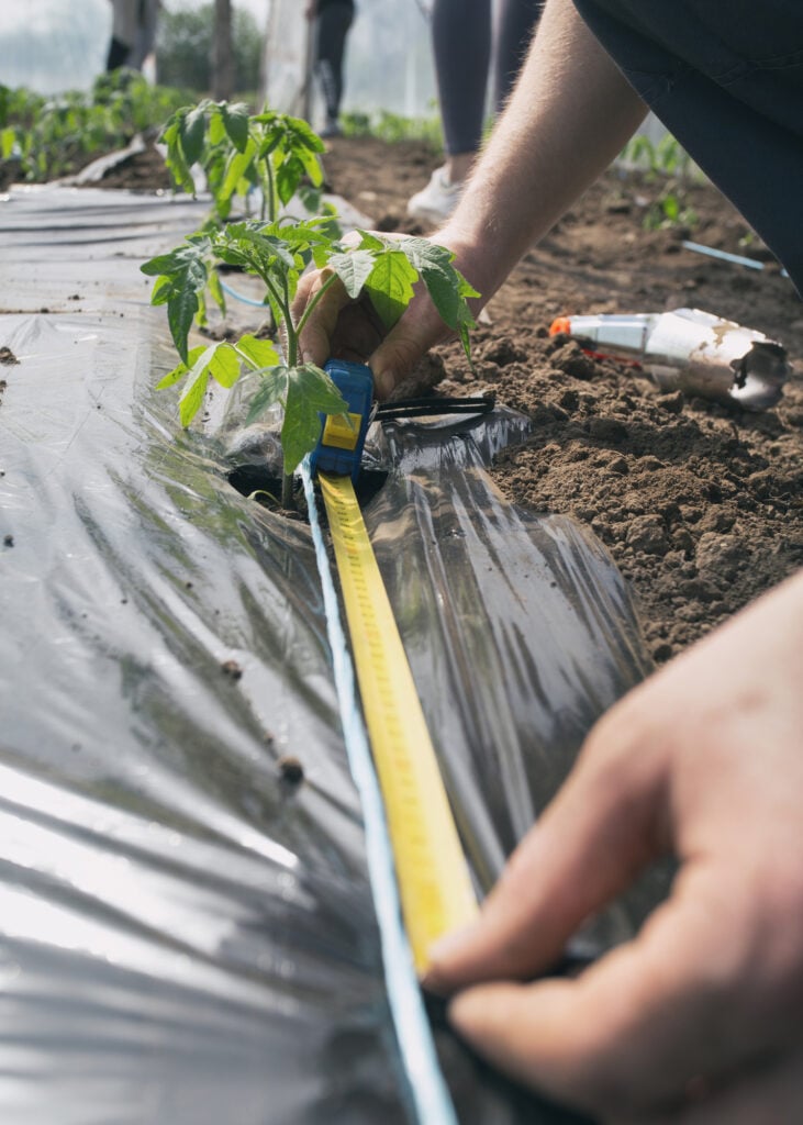 Farmer measuring space between tomato seedlings for planting in greenhouse