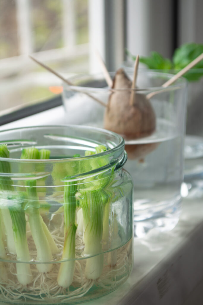regrowing food scraps in glass jars