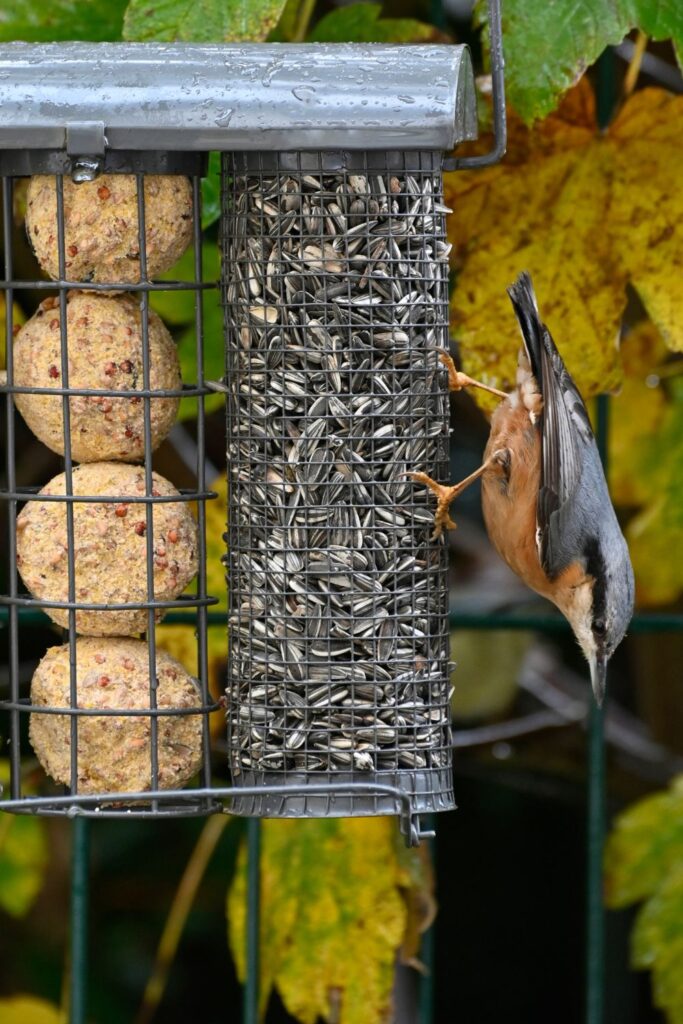 bird feeder and small bird