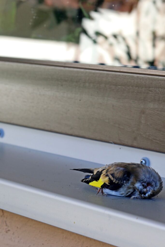 dead songbird on windowsill