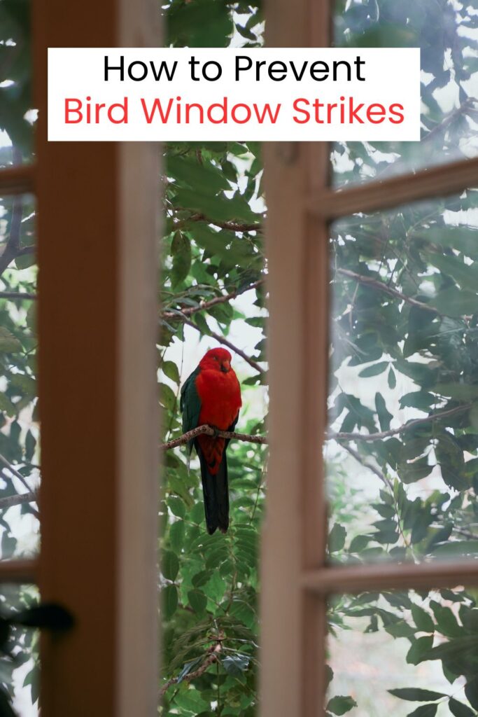 red bird in tree outside of open window with text overlay 'how to stop birds from flying into windows'