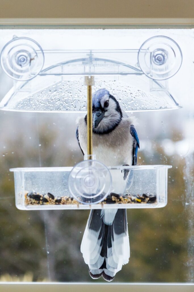 window bird feeder with blue jay on it