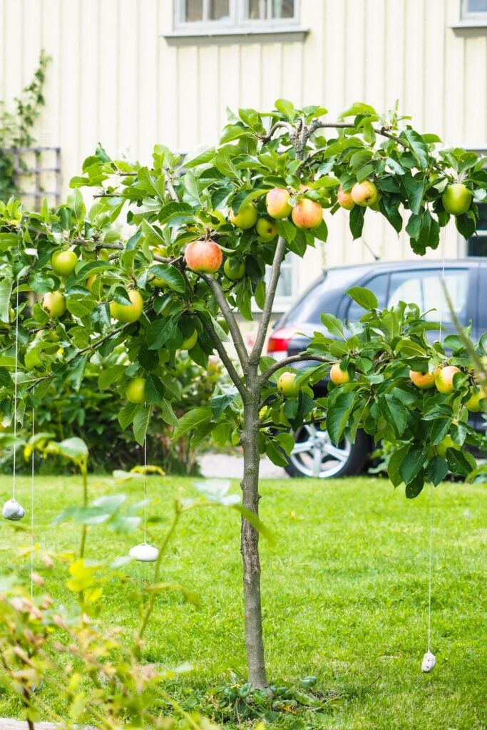 Fruit tree in the front yard