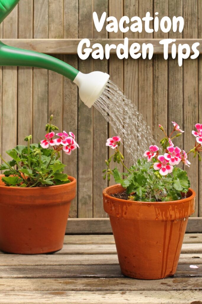 flower pots being watered with a watering can