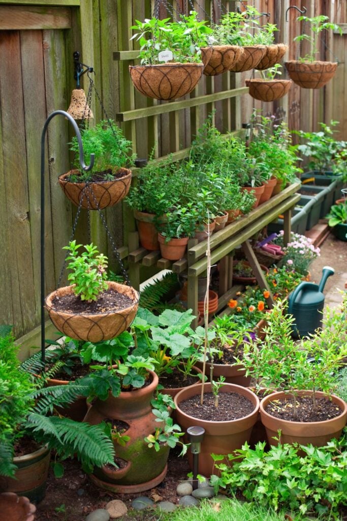 garden plants all together in a back yard